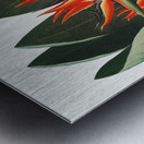 The Queen Plant Metal print