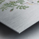 White burnet roses Metal print