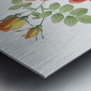 Vintage Austrian Briar rose Metal print