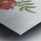 Vintage red rose Metal print