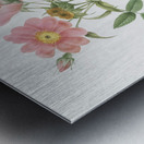 Lady monson rose in bloom Metal print