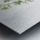 Scotch rose in bloom Metal print