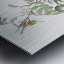 Pink boursault rose Metal print