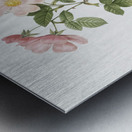 Redleaf rose in bloom Metal print