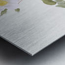 Big leaved climbing rose Metal print