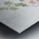 Ventenat rose in bloom Metal print