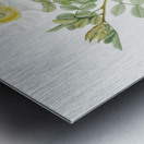 Macartney Rose Metal print