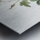 Blooming alpine rose Metal print