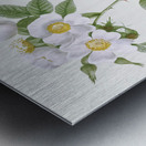 White flowered rose Metal print