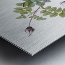 White flowered rose Metal print