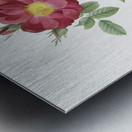 Blooming red postrland rose Metal print