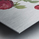 Agatha rose in bloom Metal print