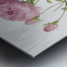 Pink french roses Metal print