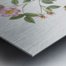 Speckled provins rose Metal print