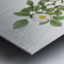 Vintage Rose of Dematra Metal print