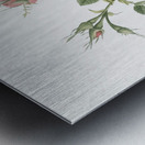 Small damask rose Metal print