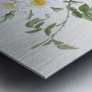 Blooming white rosebush Metal print