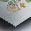 Beautiful field rose Metal print