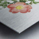 Pink provins rose Metal print