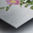 Pink sweet briar rose Impression metal