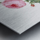 Provence rose in bloom Metal print