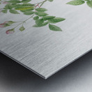 Pink baby roses Metal print