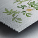 White rose shrub Metal print