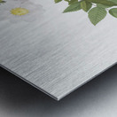 White rosa collina rose Metal print