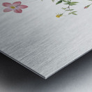 Blooming pink roses Metal print