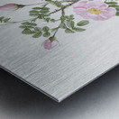 Pink scotch briar rose Metal print