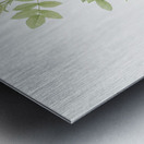 Yellow sweetbriar roses Metal print