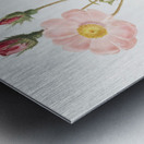 Vintage Musk rose Metal print