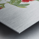 Blooming single may rose Metal print