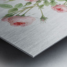 Blooming pink rosebush Metal print