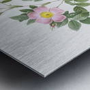 Vintage malmedy rose Metal print