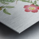 Pink alpine rose Metal print