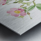 Pink alpine roses Metal print