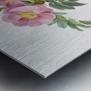 Rosa lucida rose Metal print