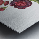 One hundred leaved rose Metal print