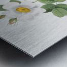 Blooming white roses Metal print