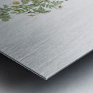 White burnet roses Metal print