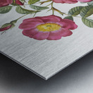 Rose of love in bloom Metal print