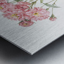 Vintage pink rosebush Metal print