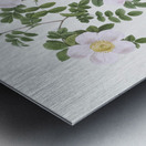 Vintage pink rosebush Metal print