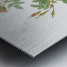 Burgundy cabbage rose in bloom Metal print