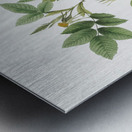 Mountain rose in bloom Metal print