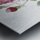 Blooming pink cabbage rose Metal print