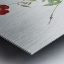 Blooming red rosebush Metal print