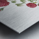 Burgundy cabbage rose in bloom Metal print