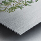 Burgundy cabbage rose in bloom Metal print